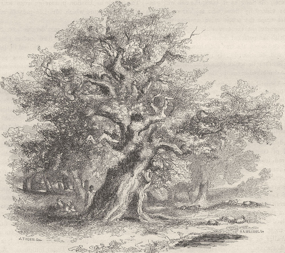 KENT. Sidney's Oak 1850 old antique vintage print picture